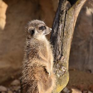 Meerkat