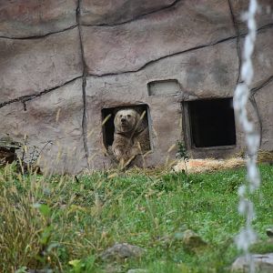 Himalayan brown bear