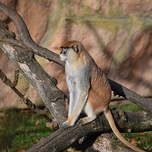 Patas monkey
