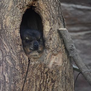 Rock hyrax