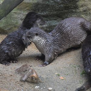 European otter