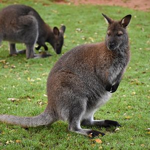 Red-necked wallaby