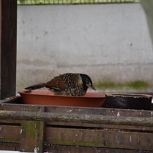 Spotted laughingtrush