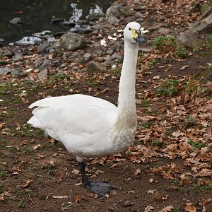 Bewick's Swan