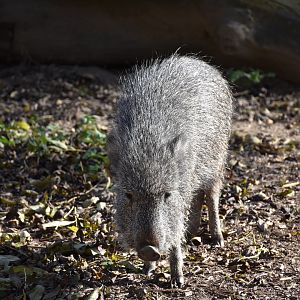 Chacoan peccary