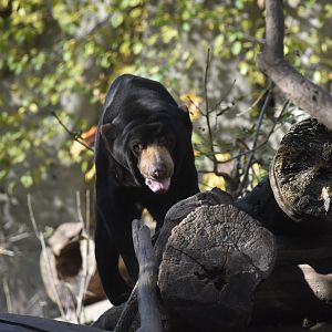 Malayan sun bear