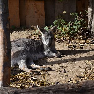 Eastern wallaroo