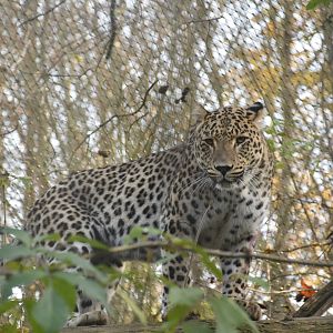 Persian leopard