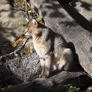 Jungle cat