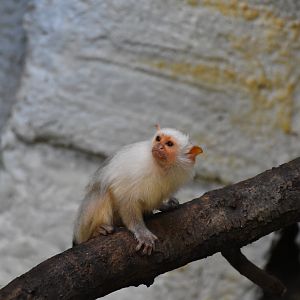 Silvery marmoset