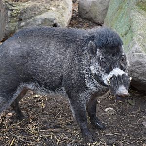 Visayan warty pig