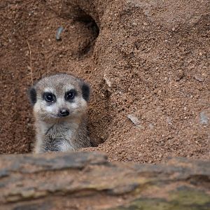 Meerkat