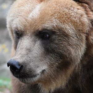 Kamtschatkan brown bear