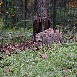 Canada lynx
