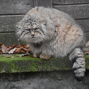 Palla's cat (Grumpy cat)