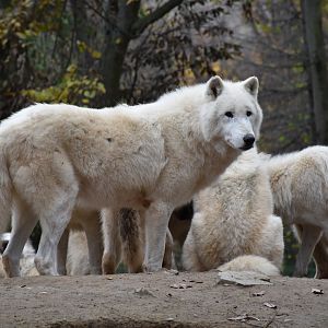 Arctic wolves