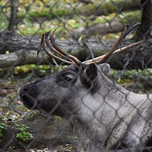 Reindeer