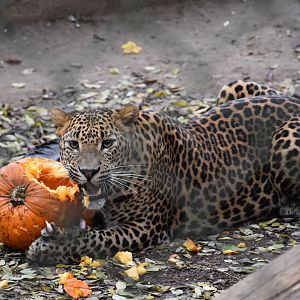 Sri Lankan leopard