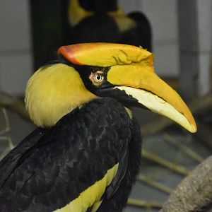 Great hornbill