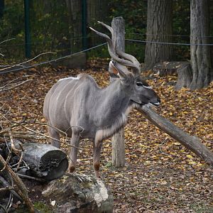 Greater kudu