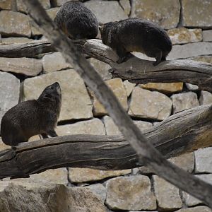 Rock hyrax