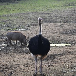 Ostrich (and Warthog)