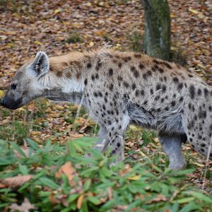 Spotted hyena