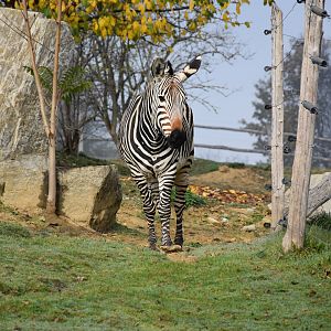 Hartmann's mountain zebra