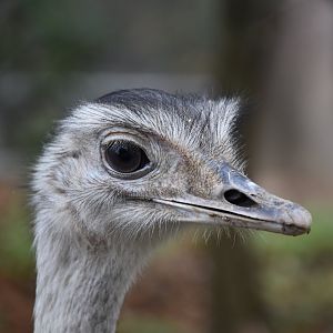 Greater rhea