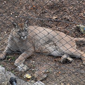 Missouri cougar