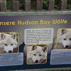 Information about their Hudson bay wolves