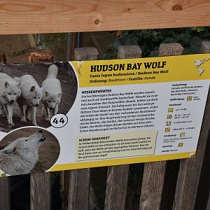 Information about their Hudson bay wolves
