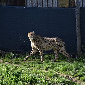 South African cheetah