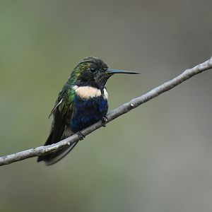 Hyacinth Visorbearer Augastes scutatus