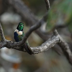 Hyacinth Visorbearer Augastes scutatus