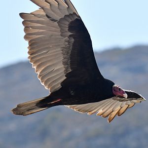 Turkey Vulture Cathartes aura