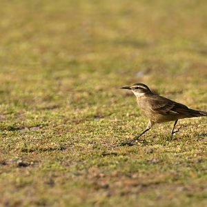Cipo Cinclodes Cinclodes espinhacensis