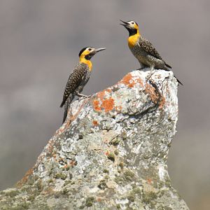 Campo flicker Colaptes campestris