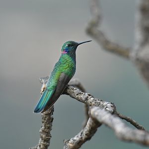 White-vented Violet-ear Colibri serrirostris