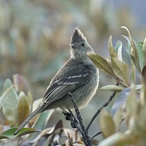 Small-headed Elaenia Elaenia sordida