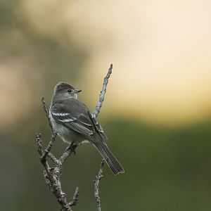 Small-headed Elaenia Elaenia sordida