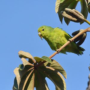 Blue-winged Parrotlet Forpus xanthopterygius