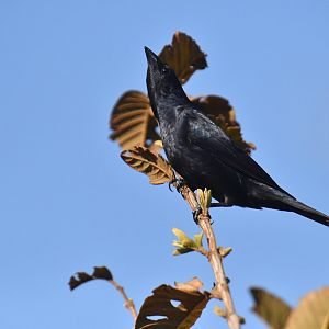 Chopi Blackbird Gnorimopsar chopi