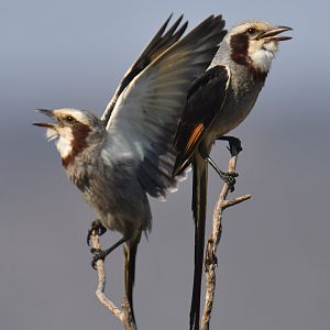 Streamer-tailed Tyrant Gubernetes yetapa