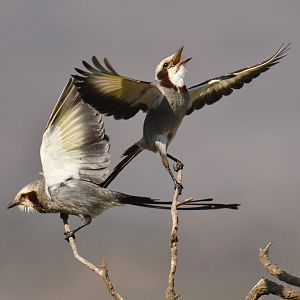 Streamer-tailed Tyrant Gubernetes yetapa