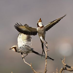 Streamer-tailed Tyrant Gubernetes yetapa