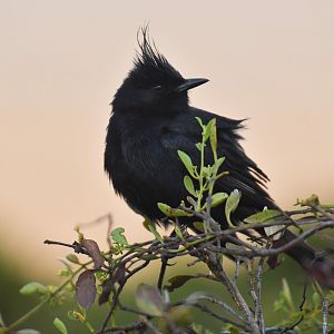 Crested Black-Tyrant Knipolegus lophotes