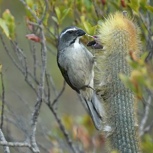 Green-winged Saltator Saltator similis