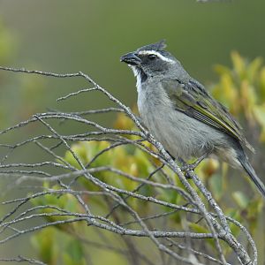 Green-winged Saltator Saltator similis