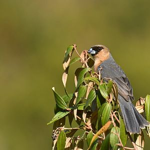 Cinnamon Tanager Schistochlamys ruficapillus
